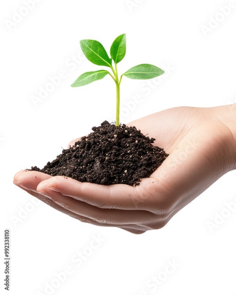 Obraz Hand holding soil and a small green plant sprouting.