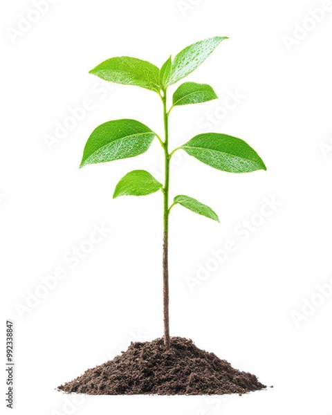 Obraz Small green plant sprouting from dark soil, white isolate background.