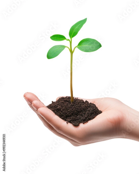 Obraz Hand holding a small plant with soil, isolated background.
