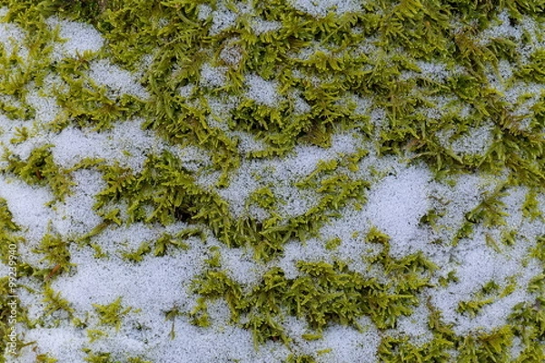 Obraz A natural textured background of green grassy moss with snow