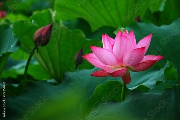 Fototapeta Blooming lotus 