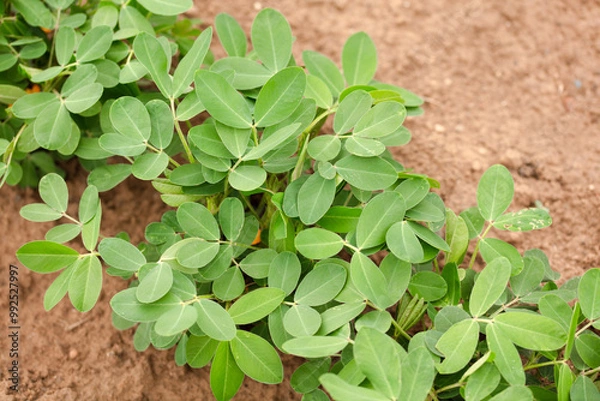 Fototapeta Peanuts is growing in farmland