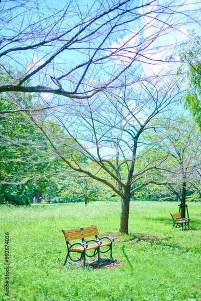 Fototapeta 公園のベンチ