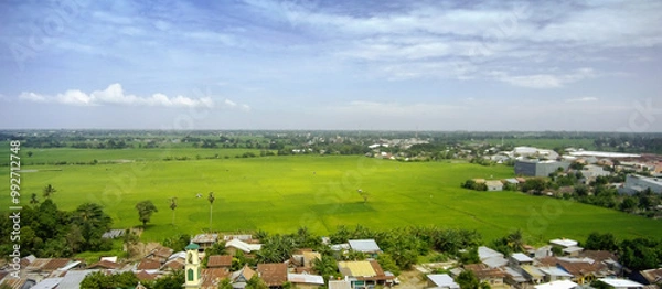 Fototapeta Aerial view of green nature with rice fields and housing.