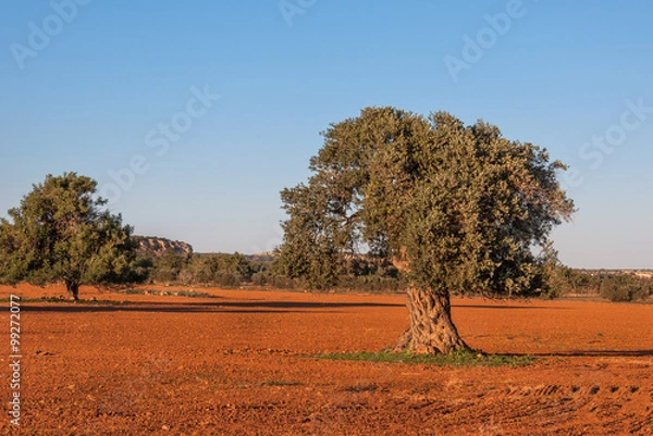 Obraz The old olive tree on field. Cyprus