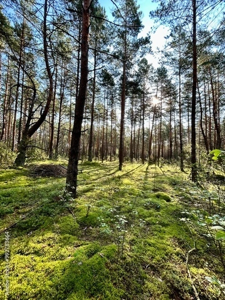 Fototapeta forest landscape on a sunny day