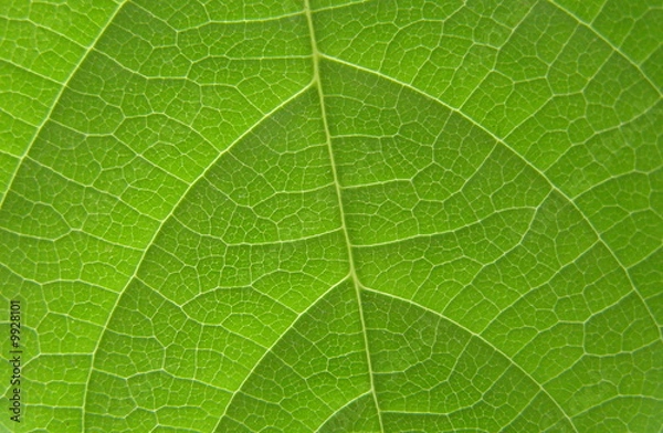 Obraz Nervures de feuille 2