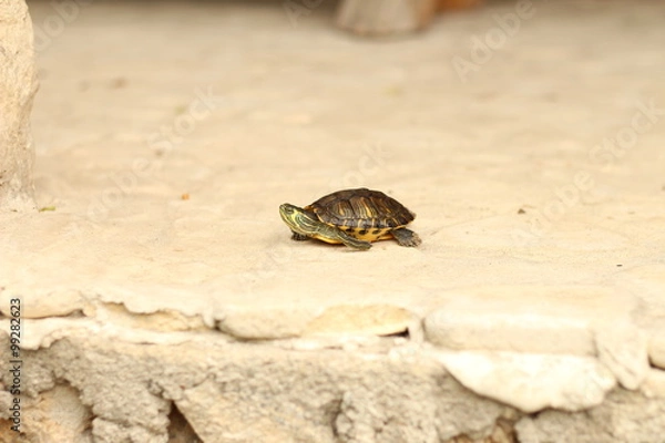 Fototapeta Turtle