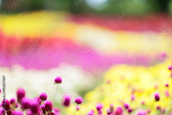 Obraz 千日紅の花畑