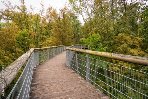 Obraz Boardwalk at Hainich National Park, National park in Thuringia