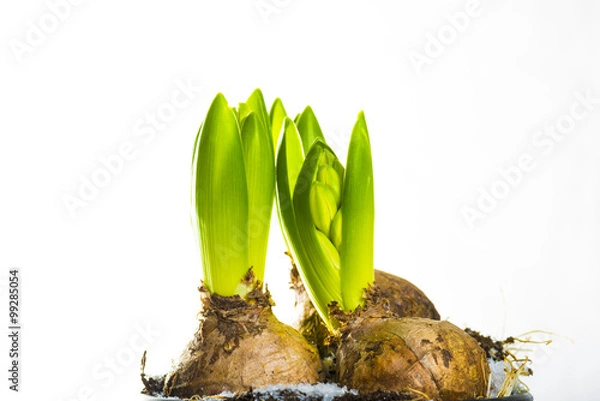 Fototapeta jacinthes 