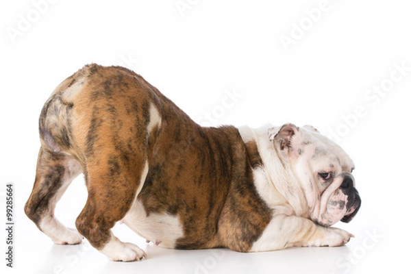 Obraz young english bulldog bowing isolated on white background