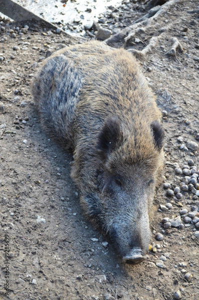 Fototapeta Wild boar