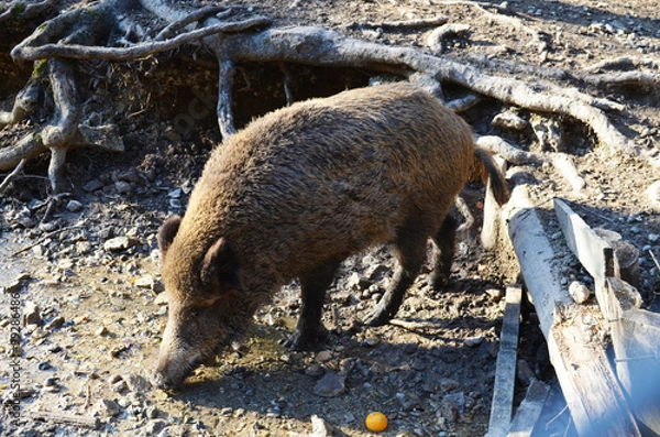 Fototapeta Wild boar