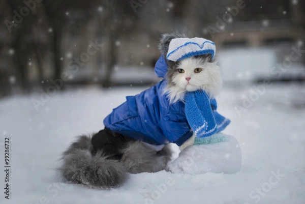 Fototapeta cat playing in the snow frosty day