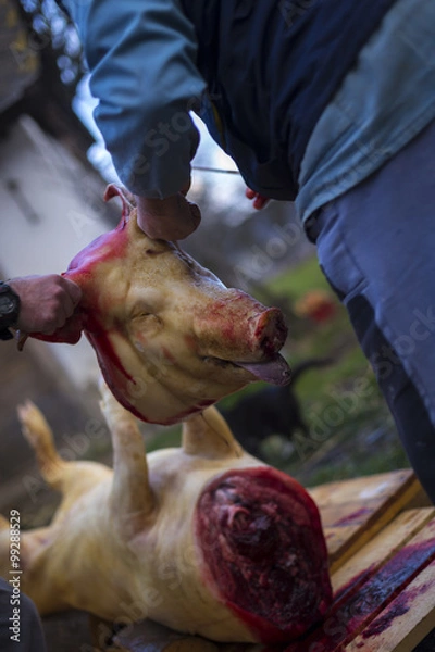 Obraz pig head separated from the body