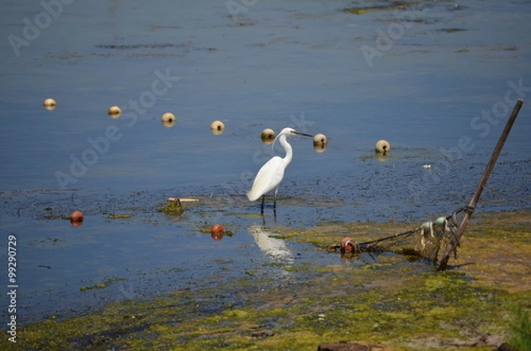 Fototapeta Aigrette