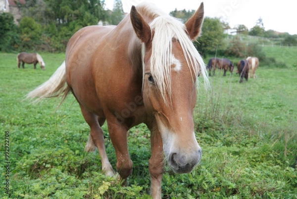 Fototapeta Comtois Stute auf der Weide