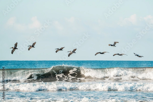Fototapeta brown pelicans bird hovering above the ocean sea 