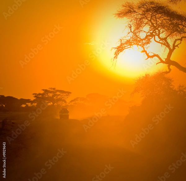 Fototapeta Safari Jeep jadący przez Savannah w zachod
