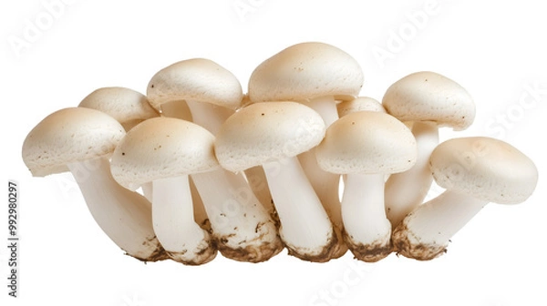 Fototapeta A fresh white button mushrooms isolated on transparent png.