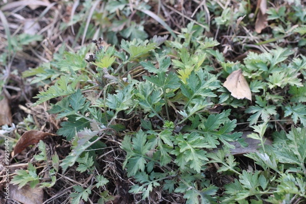 Fototapeta ヨモギの群生地