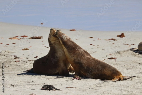 Fototapeta australian sea lion