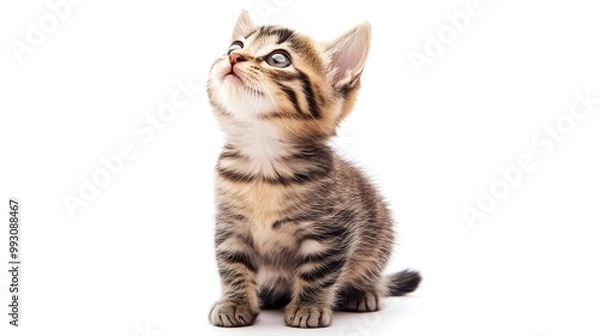 Fototapeta Playful funny kitten looking up isolated on a white background.  