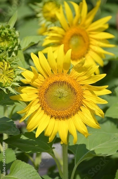 Obraz beautiful sunflower in nature garden - Helianthus annuus