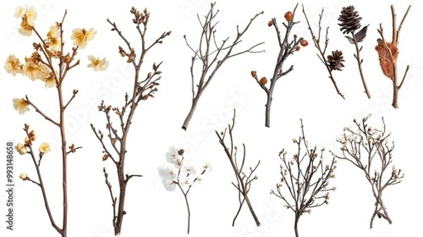 Fototapeta Selection of Natural Branch Elements. Bouquet Collection Elements Isolated on a White Background.  