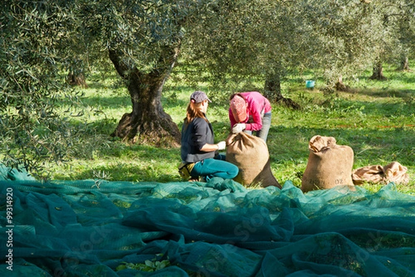 Obraz olive picking