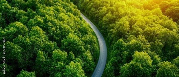 Obraz A winding road through lush green forests, showcasing nature's tranquility and beauty in a serene landscape.
