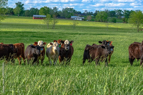 Obraz Stocker cattle in rye grass spring pasture