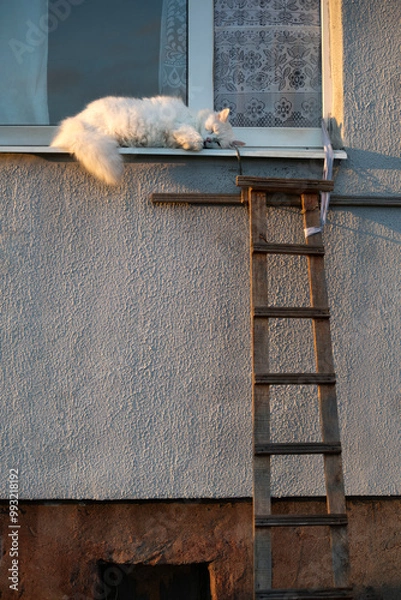 Fototapeta Sleeping cat