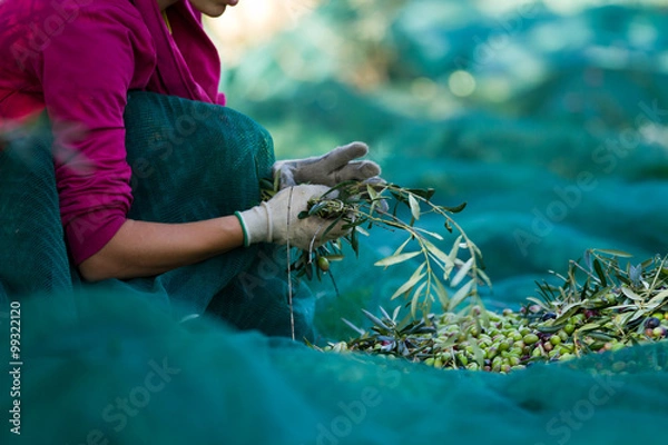 Obraz olive picking