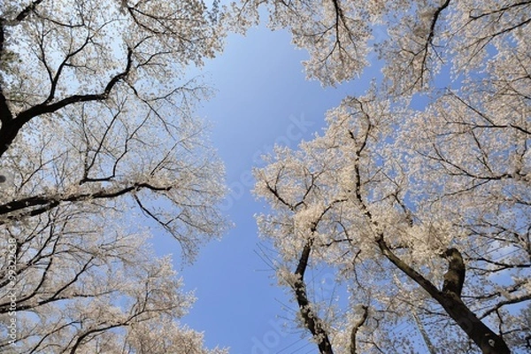 Fototapeta 桜満開