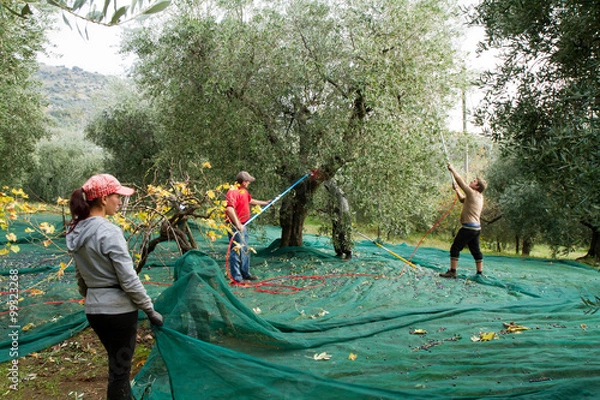 Obraz olive picking