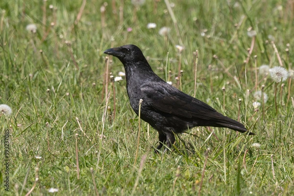 Fototapeta Corneille noire, Corvus corone, Carrion Crow