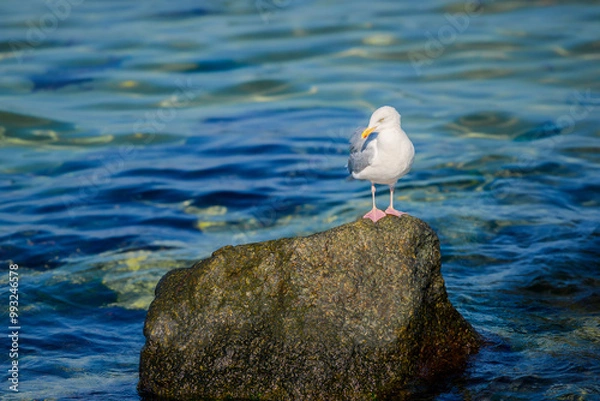 Obraz Ostseebad Kühlungsborn