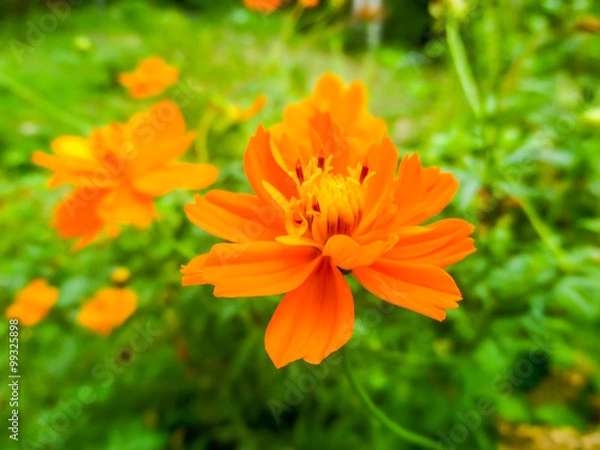 Obraz Orange Sulfur Cosmos
