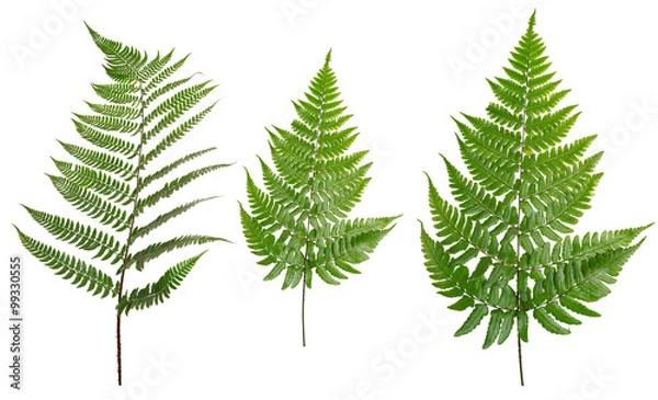 Obraz Collected Leaf fern isolated on white background