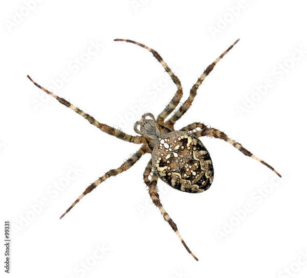 Obraz cross spider:3