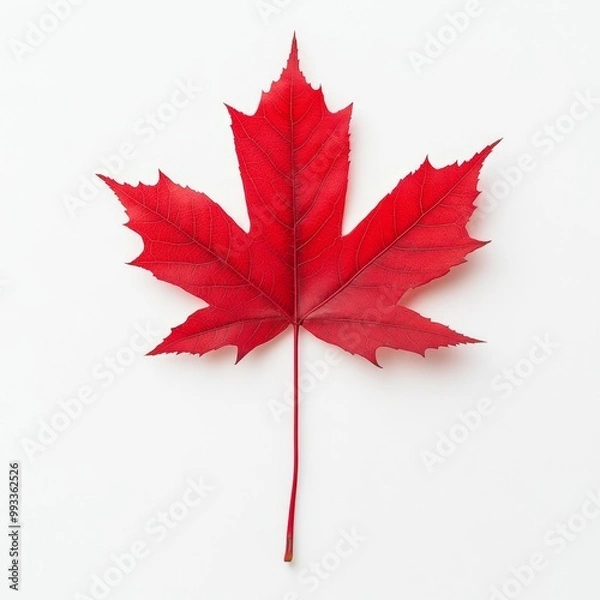 Fototapeta Red Maple Leaf.