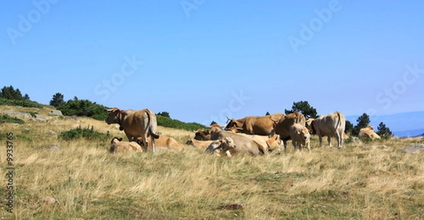 Obraz Troupeau de vaches,Pyrénées orientales