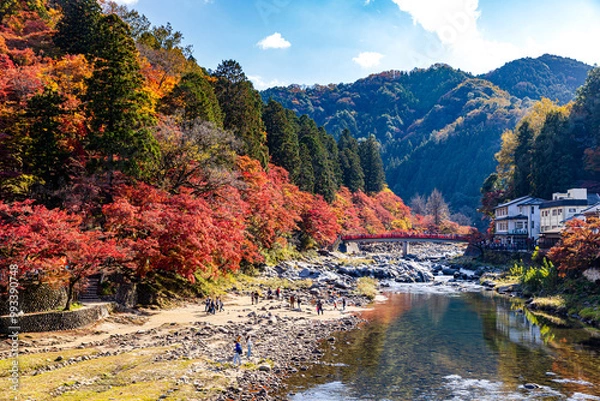 Fototapeta 愛知県　香嵐渓の紅葉
