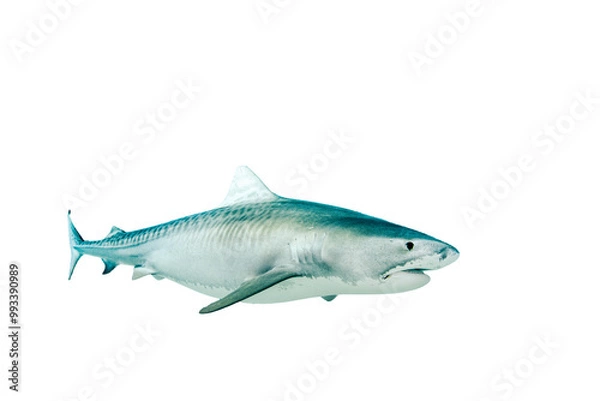 Obraz Isolated Tiger Shark