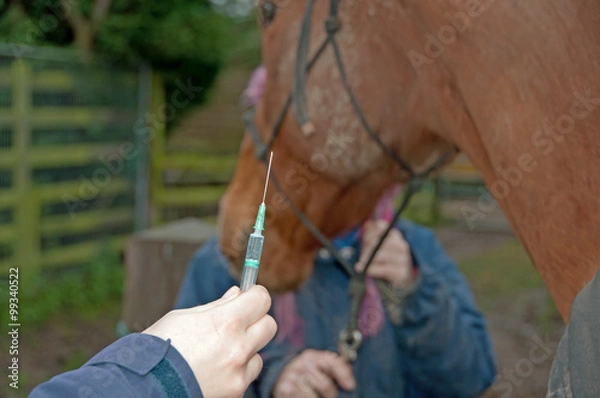Fototapeta Vet getting ready to administer an injection to a horse
