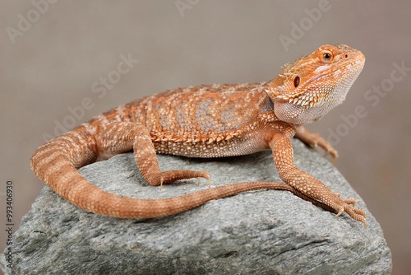 Obraz A Central Bearded Dragon on a rock
