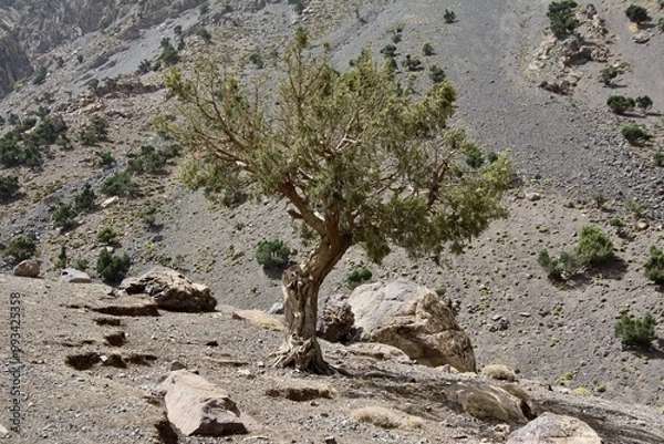 Fototapeta tree in the mountains
