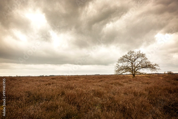 Fototapeta Darks clouds over a heathland with a single tree, Drenthe, The Netherlands